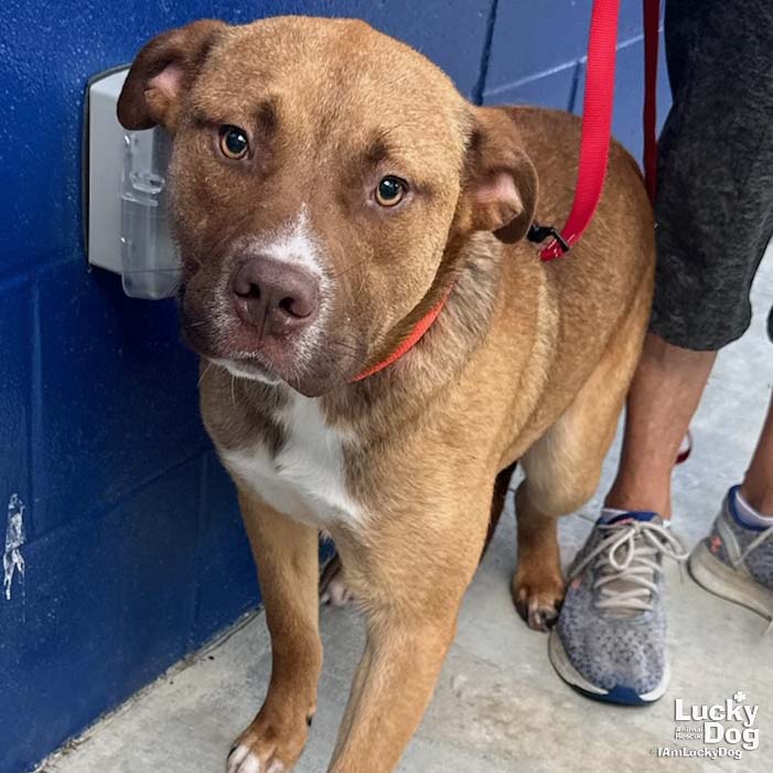 adoptable Dog in Washington, DC named Wimpy
