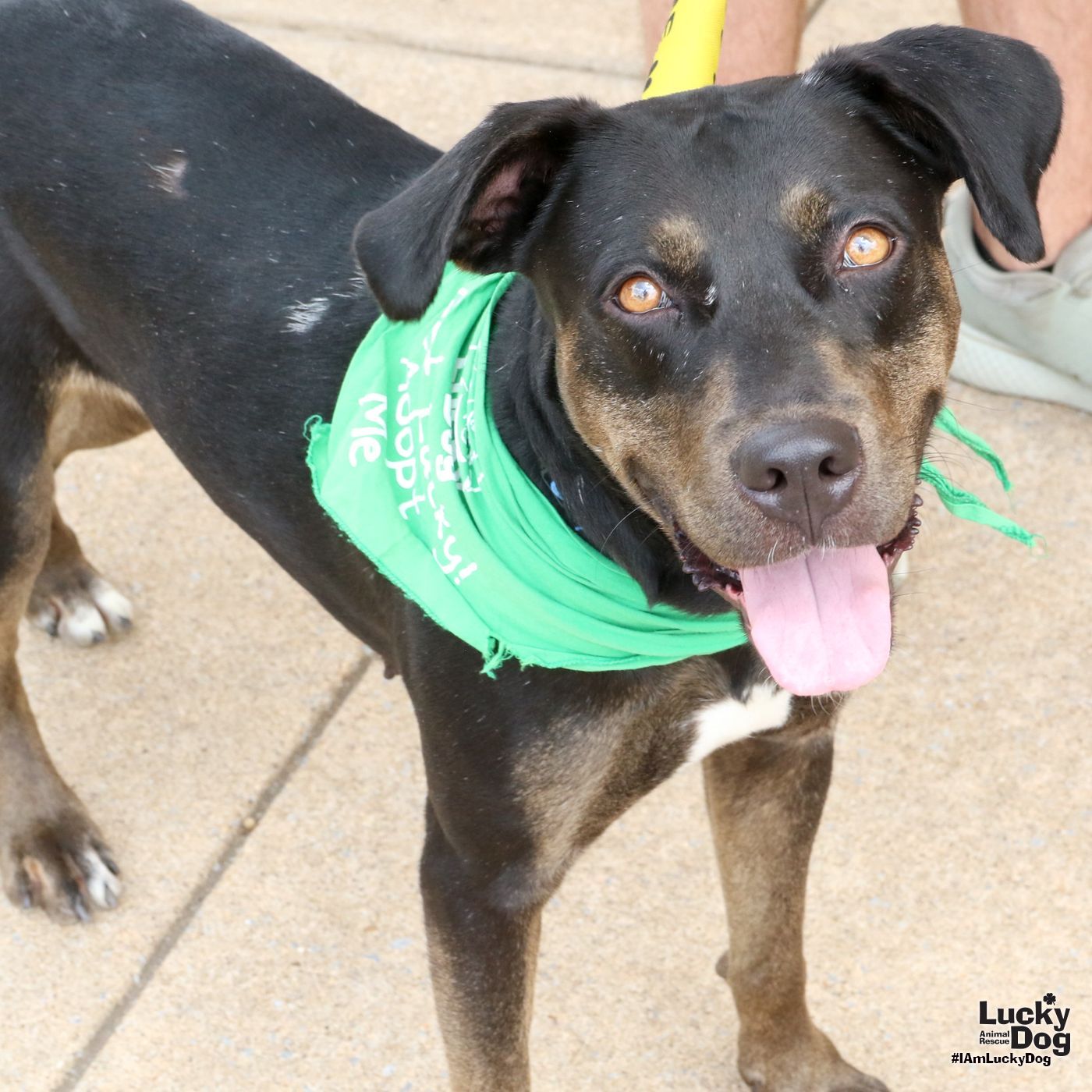 adoptable Dog in Washington, DC named Helen
