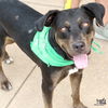 adoptable Dog in , DC named Helen