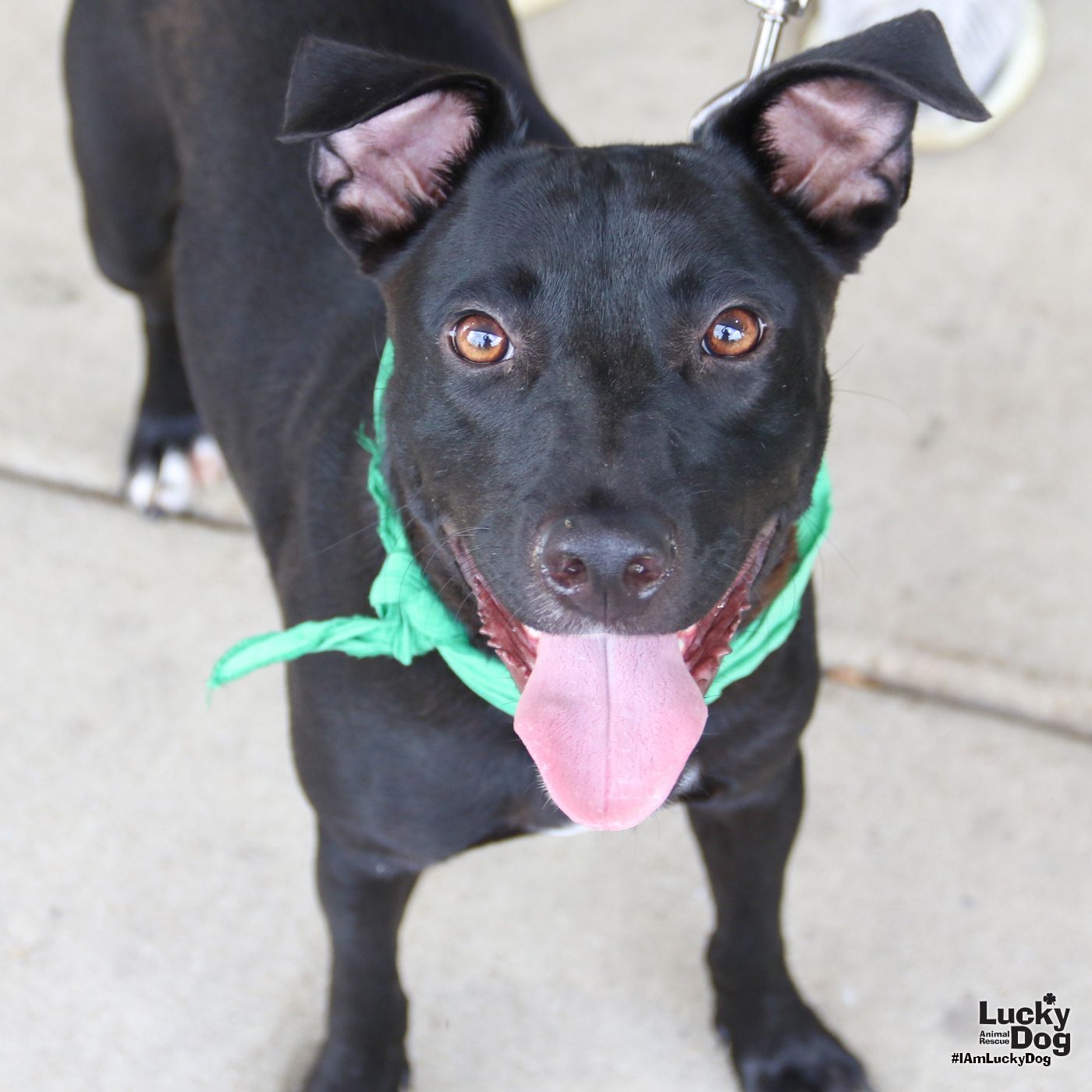 adoptable Dog in Washington, DC named Dock