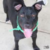 adoptable Dog in  named Dock