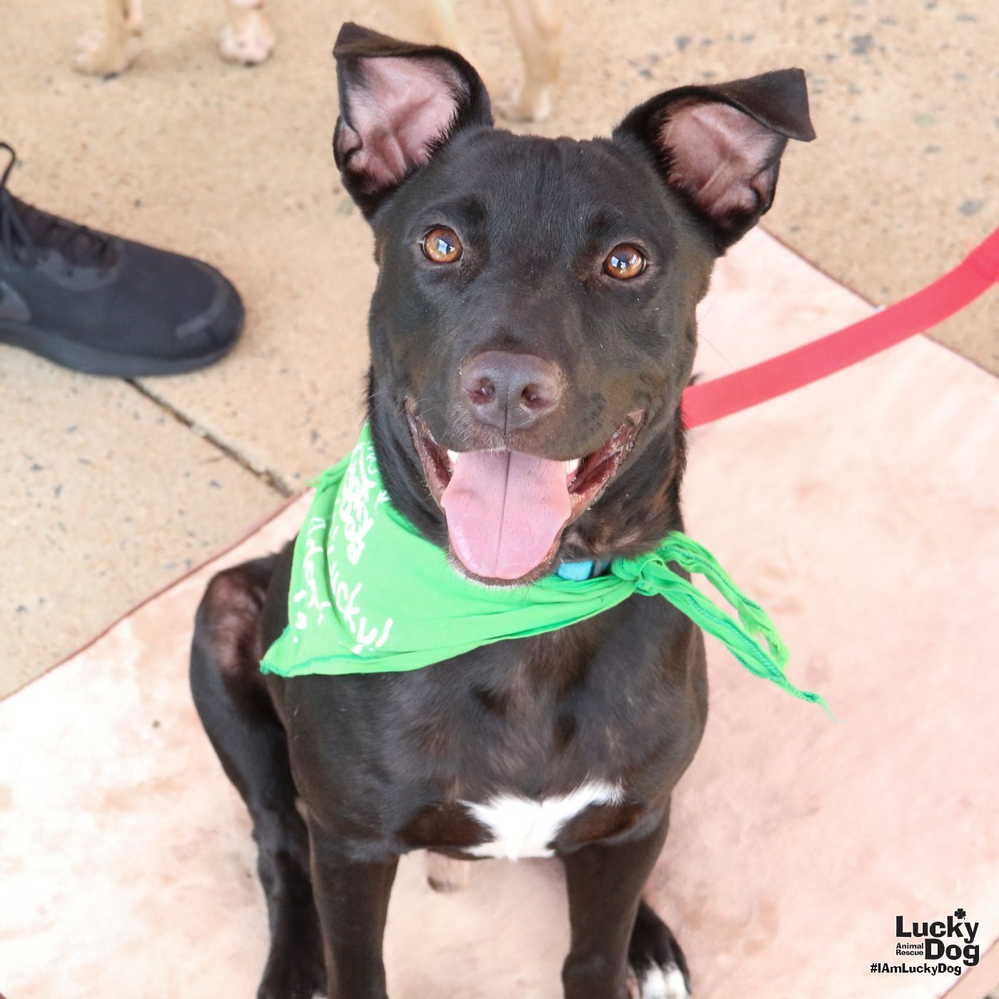 adoptable Dog in Washington, DC named Dock