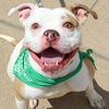 adoptable Dog in  named Tornado