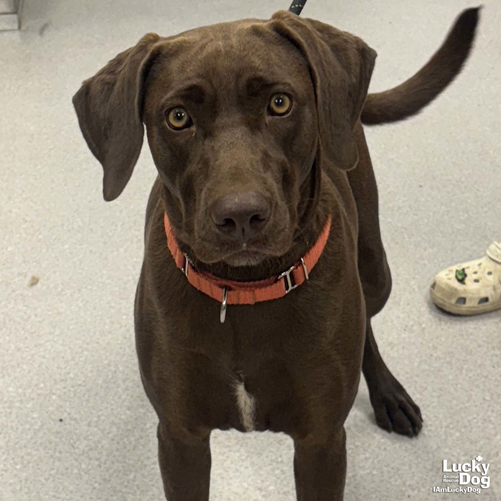 adoptable Dog in Washington, DC named Timber