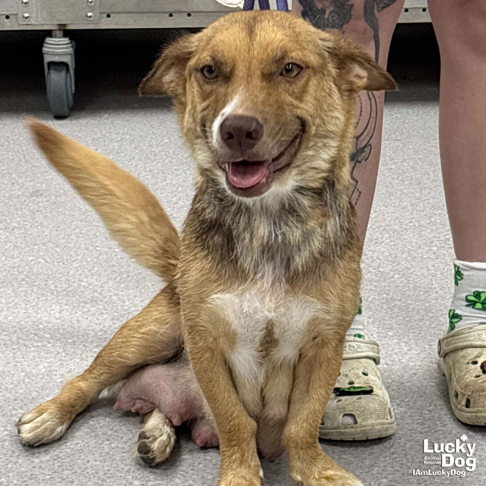 adoptable Dog in Washington, DC named Tatum