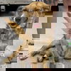 adoptable Dog in  named Tatum