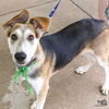 adoptable Dog in , DC named Stewart