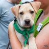 adoptable Dog in  named Prince Ivory