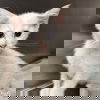 adoptable Cat in , DC named Snow