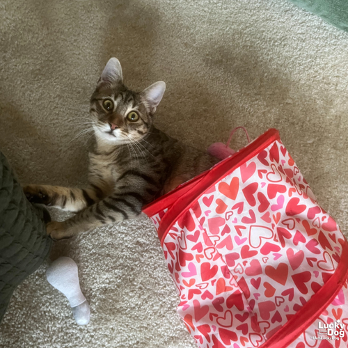 FREDERICK - Domestic Short Hair available for adoption