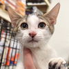 adoptable Cat in , DC named Angus