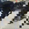 adoptable Dog in  named Jethro