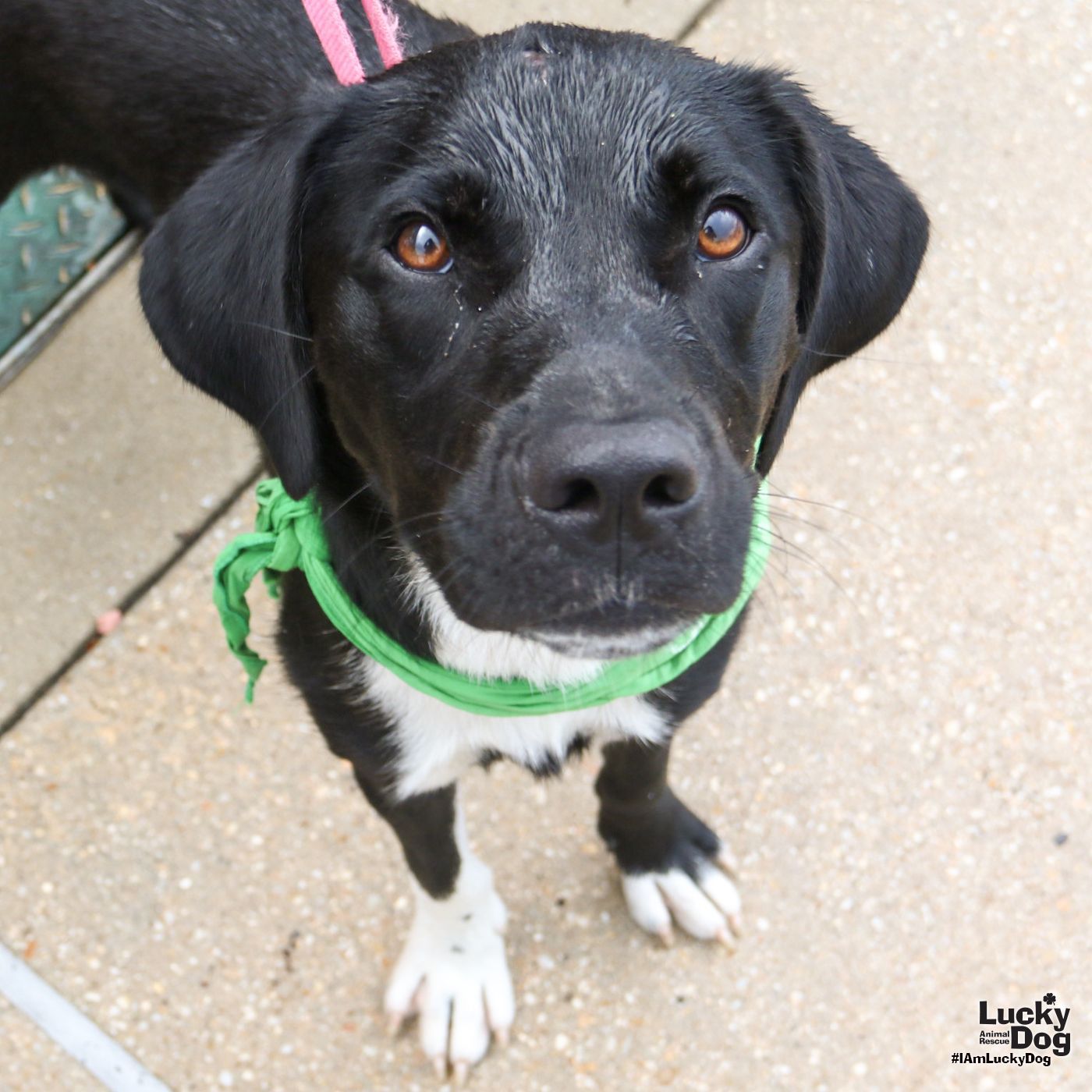 adoptable Dog in Washington, DC named Ellie Mae