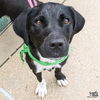 adoptable Dog in , DC named Ellie Mae