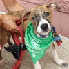adoptable Dog in  named Lorenzo