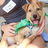adoptable Dog in  named Lolo