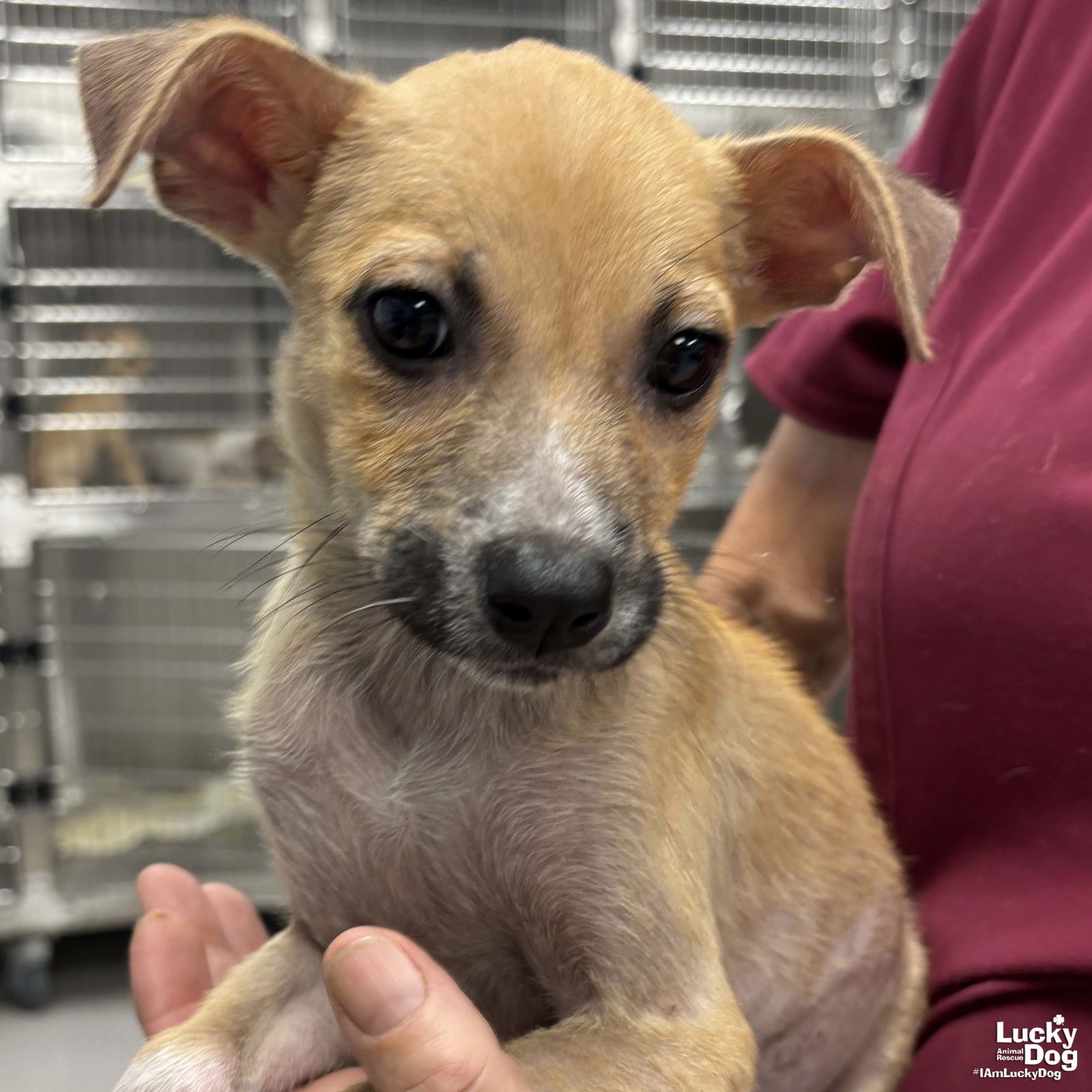 adoptable Dog in Washington, DC named Lobo