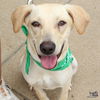 adoptable Dog in  named Lawson