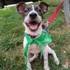 adoptable Dog in , DC named Lina
