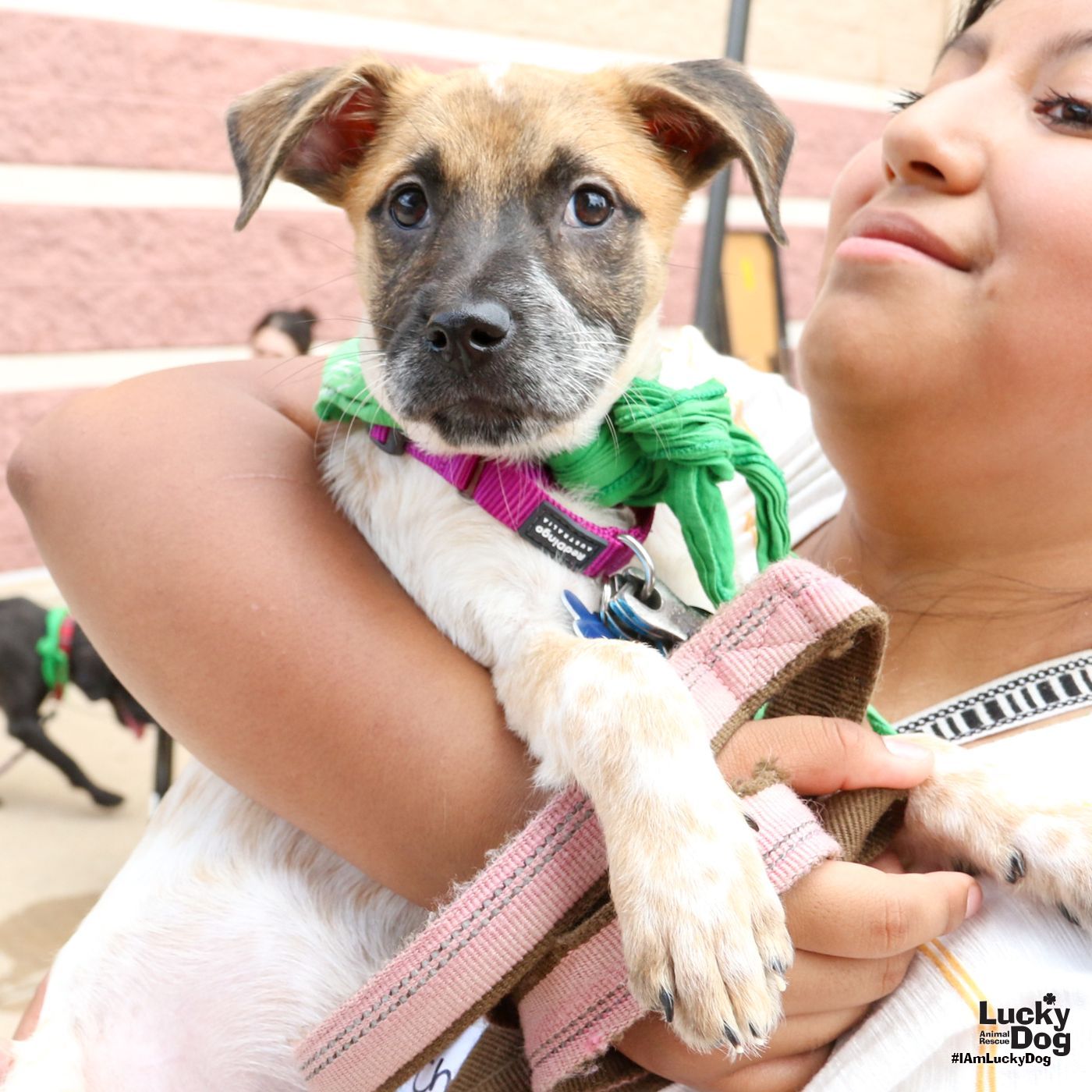 adoptable Dog in Washington, DC named Lilac