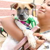 adoptable Dog in , DC named Lilac