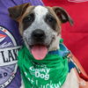 adoptable Dog in , DC named Levi