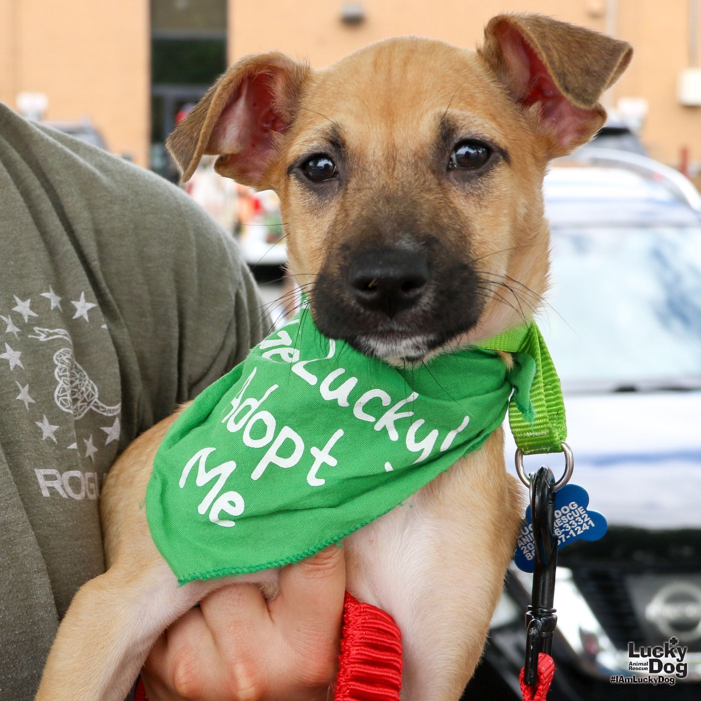 adoptable Dog in Washington, DC named Leonor