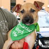 adoptable Dog in  named Leonor