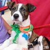 adoptable Dog in , DC named Luigo