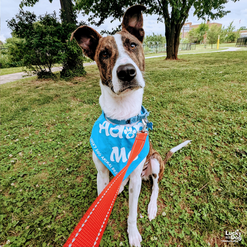 LUIGO - Shepherd / Australian Cattle Dog/Blue Heeler available for adoption