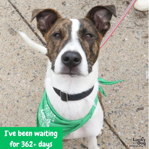 LUIGO - Shepherd / Australian Cattle Dog/Blue Heeler available for adoption