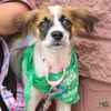 adoptable Dog in , DC named Liam