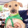 adoptable Dog in  named Luca