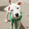 adoptable Dog in  named Lottie
