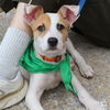 adoptable Dog in , DC named Leonardo