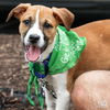 adoptable Dog in , DC named Lemuel