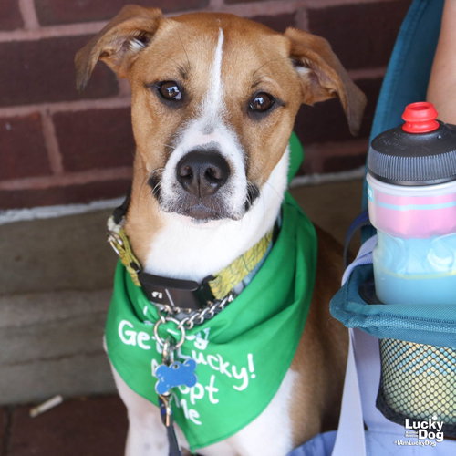 Lemuel, an adoptable Shepherd in Washington, DC