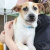adoptable Dog in , DC named Lucki