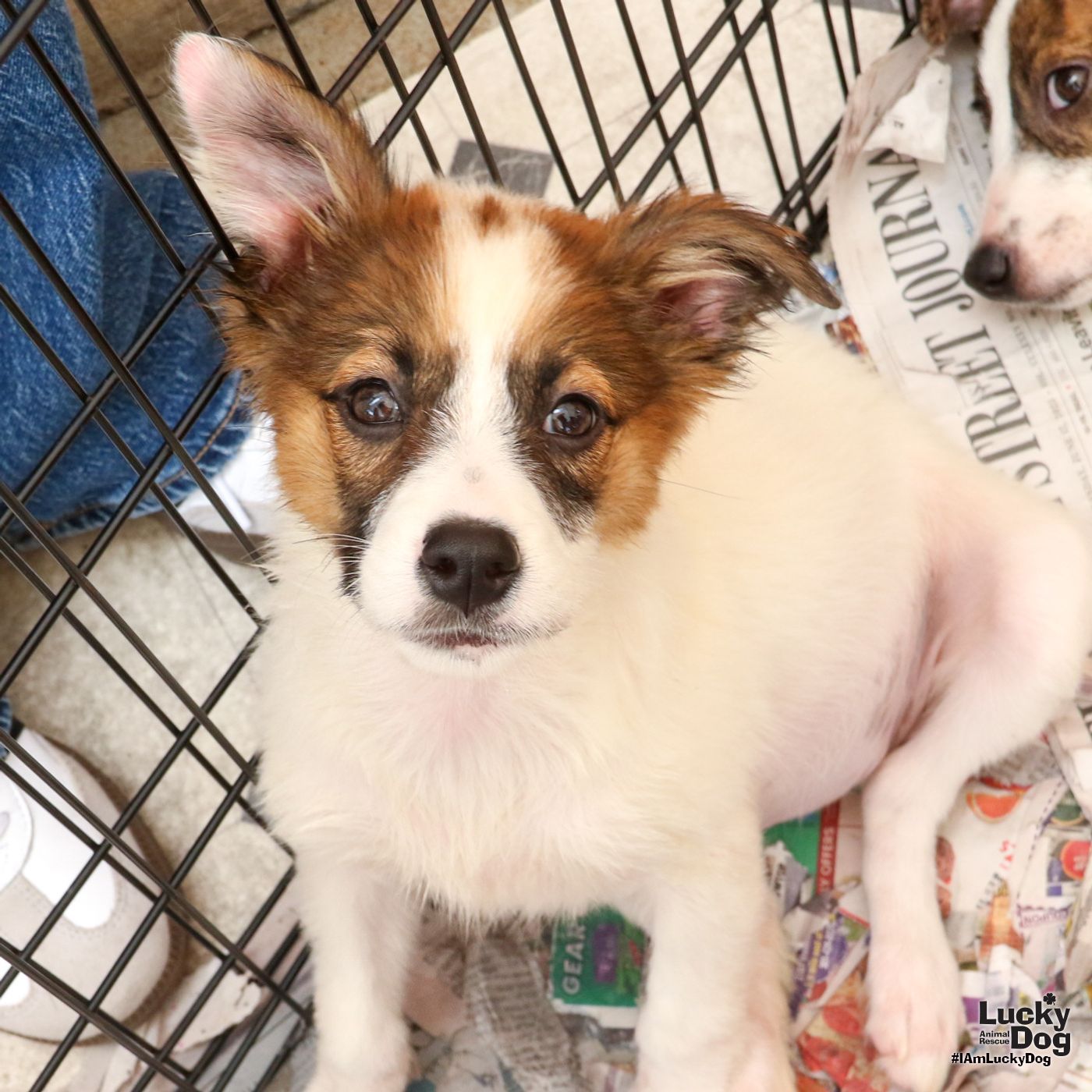 adoptable Dog in Washington, DC named Love