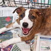 adoptable Dog in , DC named Lana