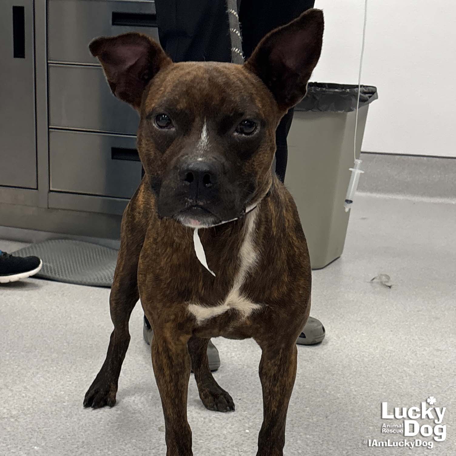 adoptable Dog in Washington, DC named Slim Shady