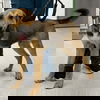 adoptable Dog in , DC named Slim Jim