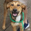 adoptable Dog in , DC named Slim Jim