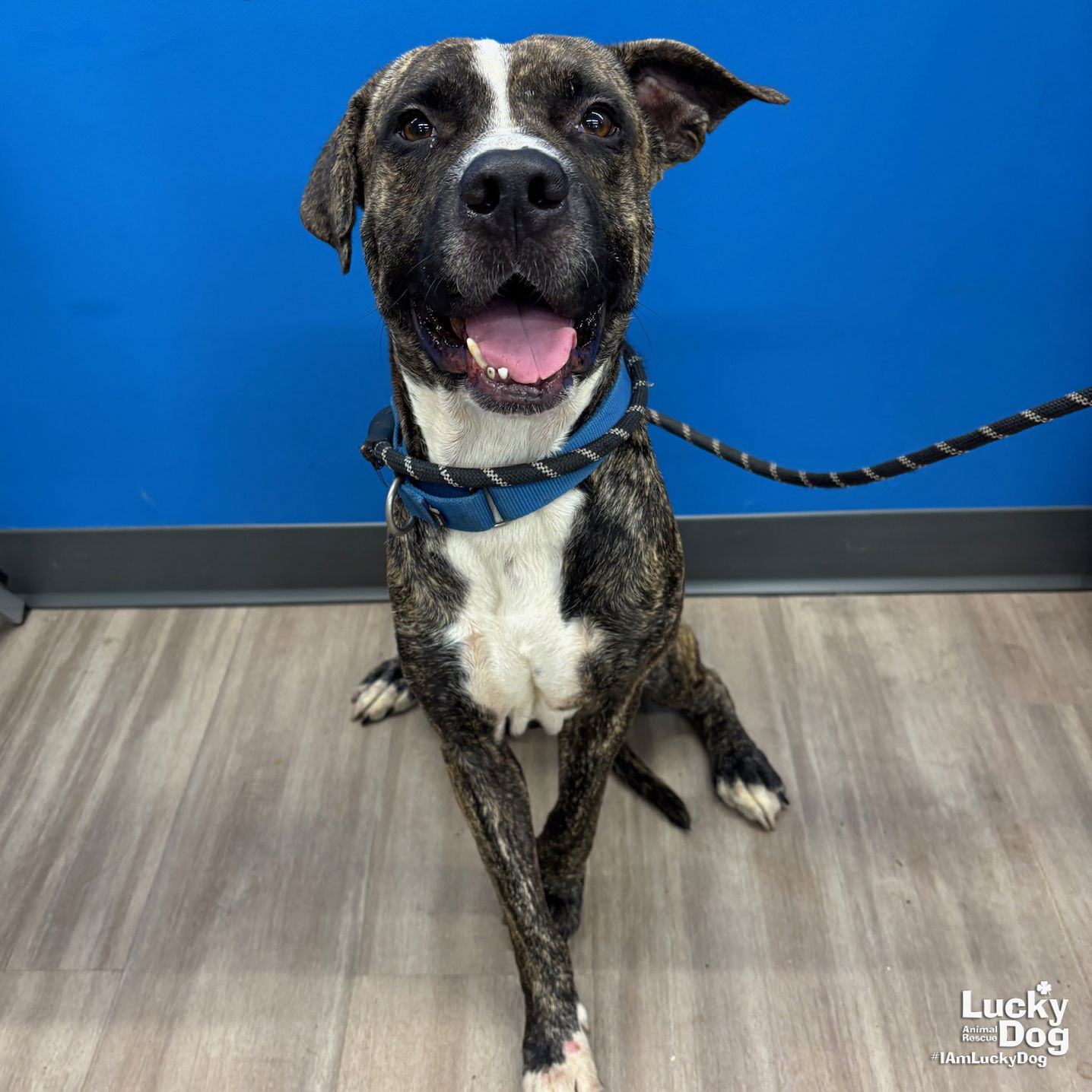 adoptable Dog in Washington, DC named Lester