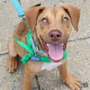 adoptable Dog in , DC named Randi