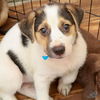 adoptable Dog in , DC named Tyla