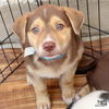 adoptable Dog in , DC named Talia