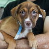 adoptable Dog in , DC named Meka