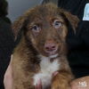 adoptable Dog in , DC named Mars