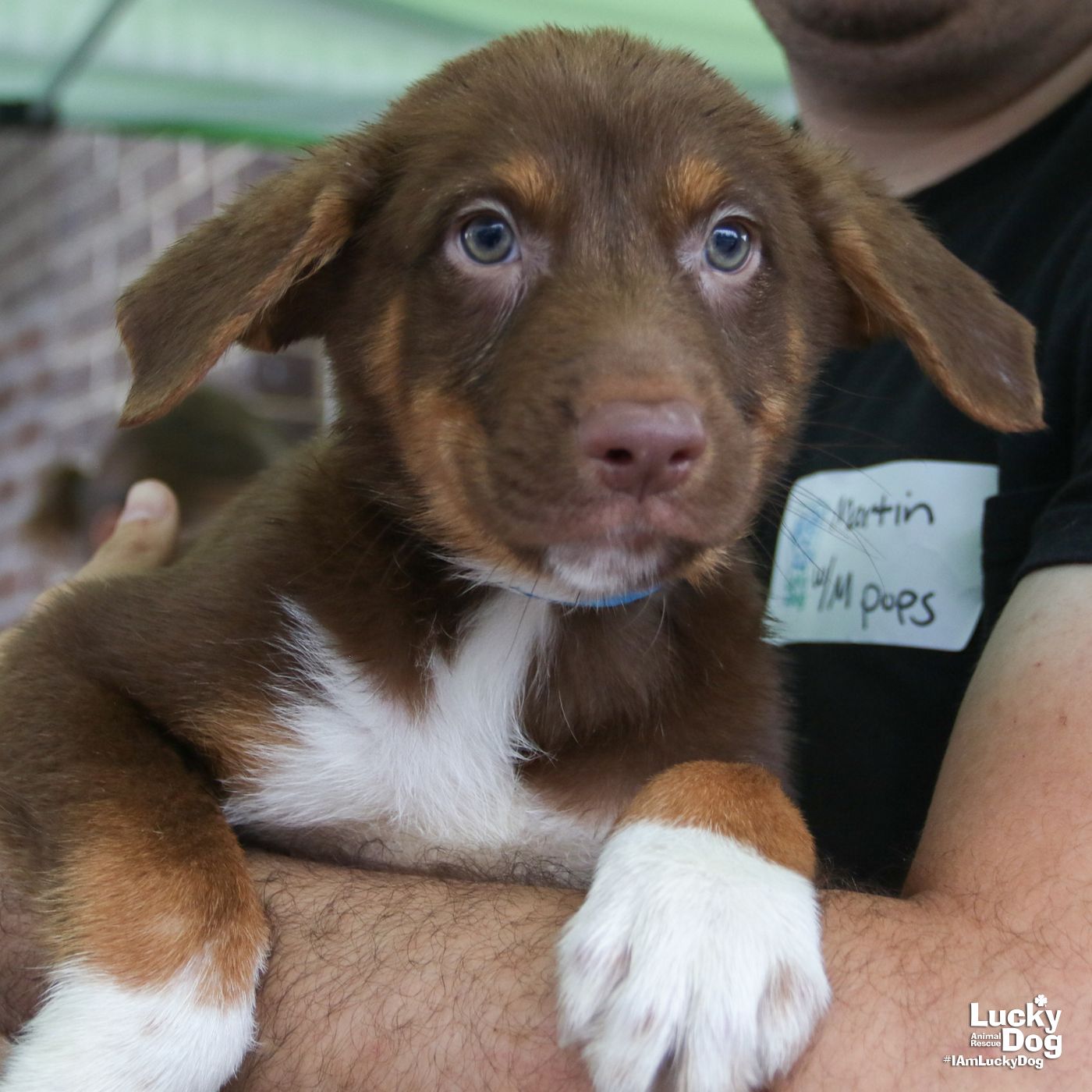adoptable Dog in Washington, DC named Moose